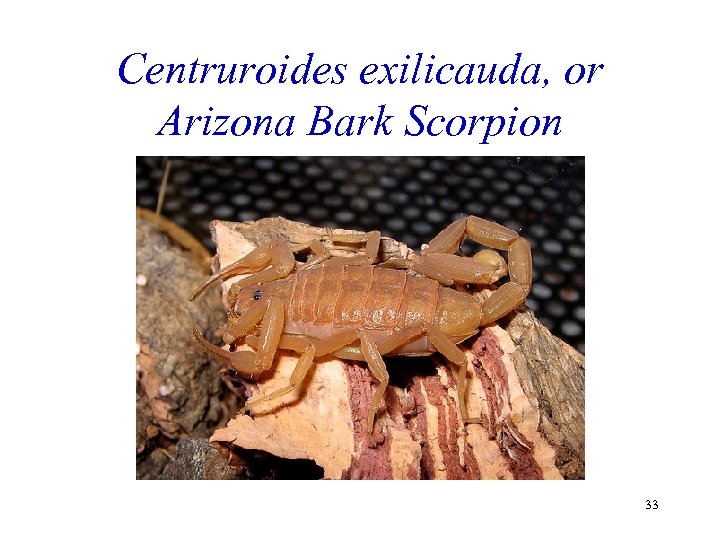 Centruroides exilicauda, or Arizona Bark Scorpion 33 