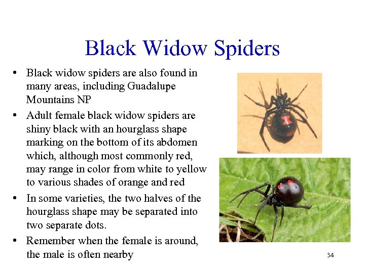 Black Widow Spiders • Black widow spiders are also found in many areas, including