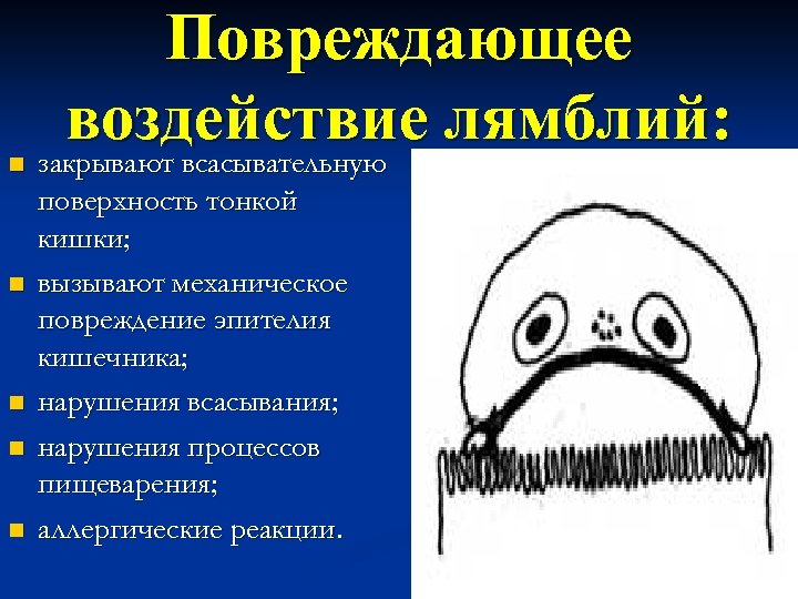 n n n Повреждающее воздействие лямблий: закрывают всасывательную поверхность тонкой кишки; вызывают механическое повреждение