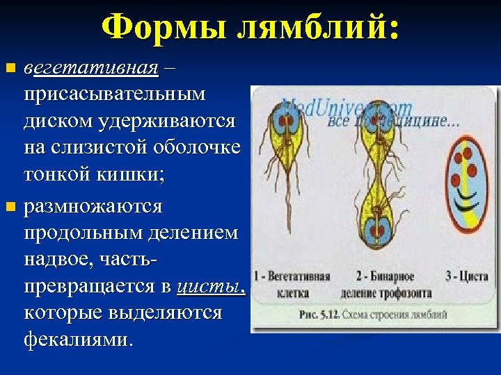 Формы лямблий: вегетативная – присасывательным диском удерживаются на слизистой оболочке тонкой кишки; n размножаются