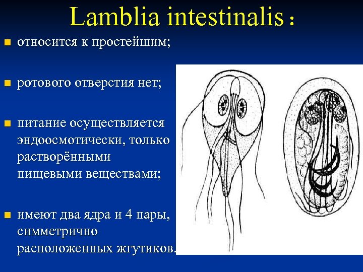 Презентация на тему лямблиоз