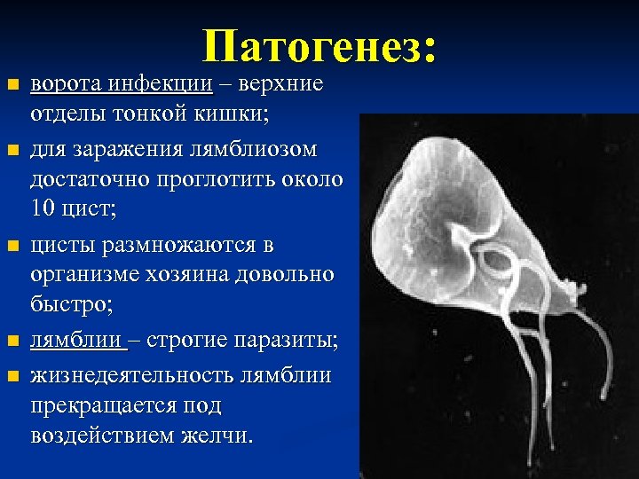 Патогенез: n n n ворота инфекции – верхние отделы тонкой кишки; для заражения лямблиозом