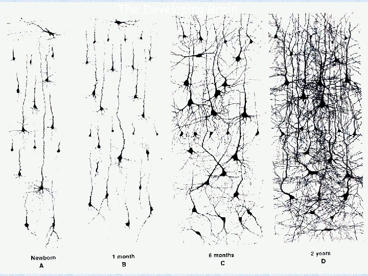 The Developing Brain 
