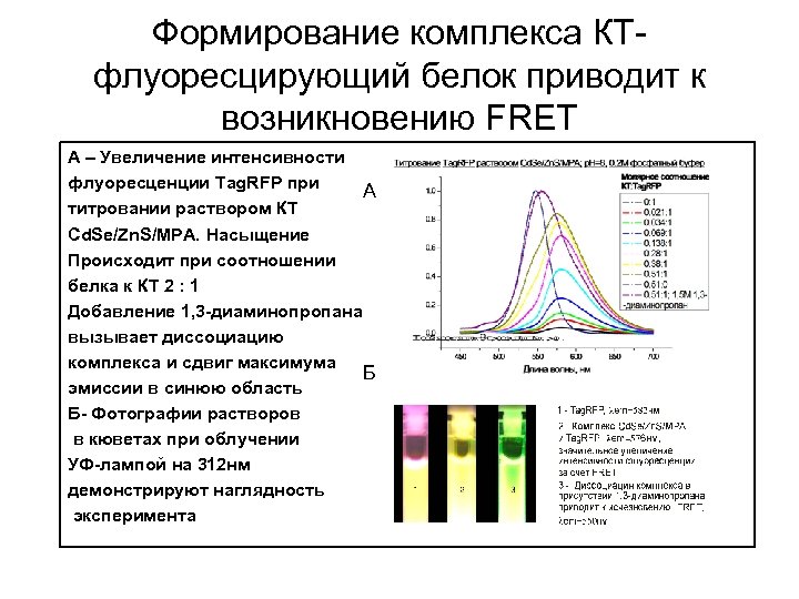 Формирование комплекса КТфлуоресцирующий белок приводит к возникновению FRET А – Увеличение интенсивности флуоресценции Tag.