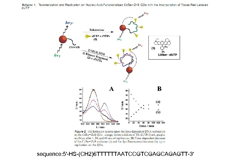 sequence: 5′-HS-(CH 2)6 TTTTTTAATCCGTCGAGCAGAGTT-3′ 