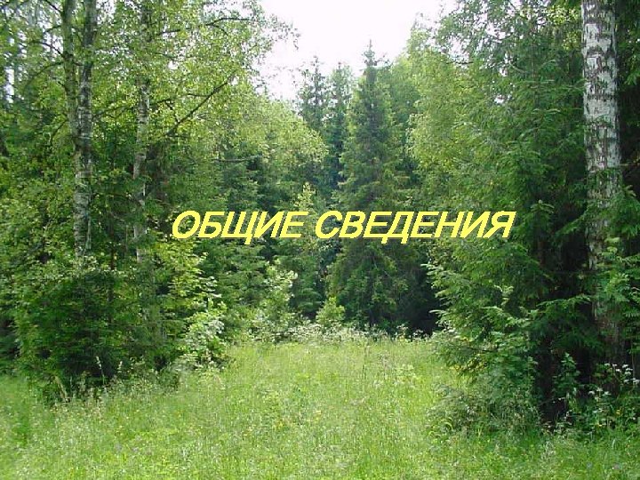  ОБЩИЕ СВЕДЕНИЯ 