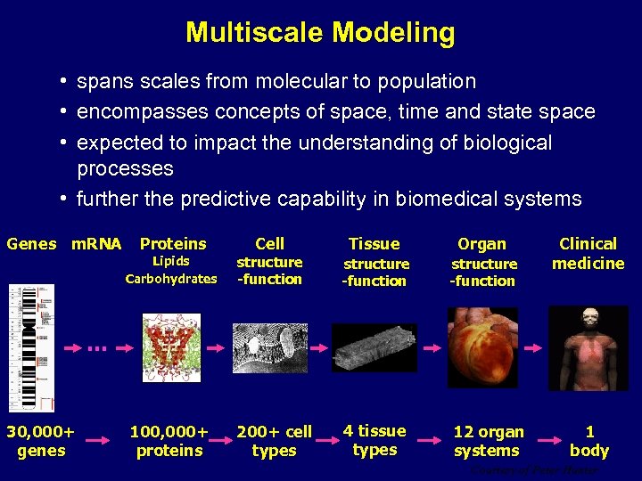 Multiscale Modeling • spans scales from molecular to population • encompasses concepts of space,