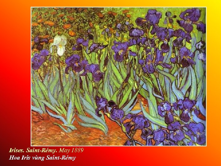 Irises. Saint-Rémy. May 1889 Hoa Iris vùng Saint-Rémy 