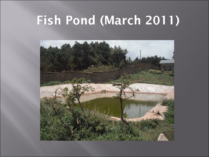 Fish Pond (March 2011) 