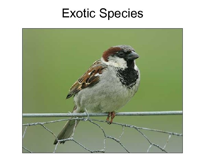 Exotic Species 