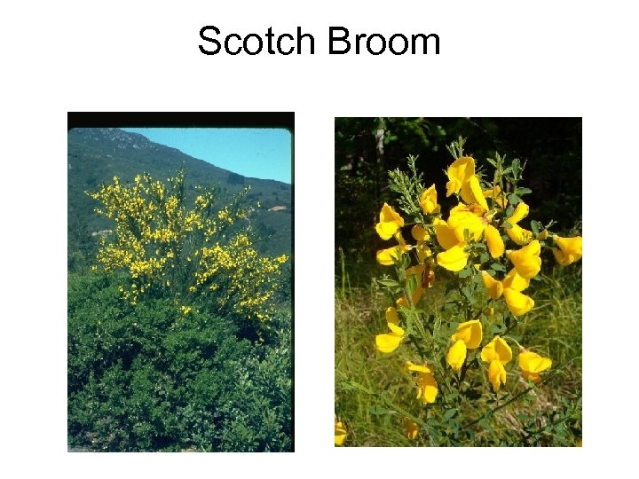 Scotch Broom 