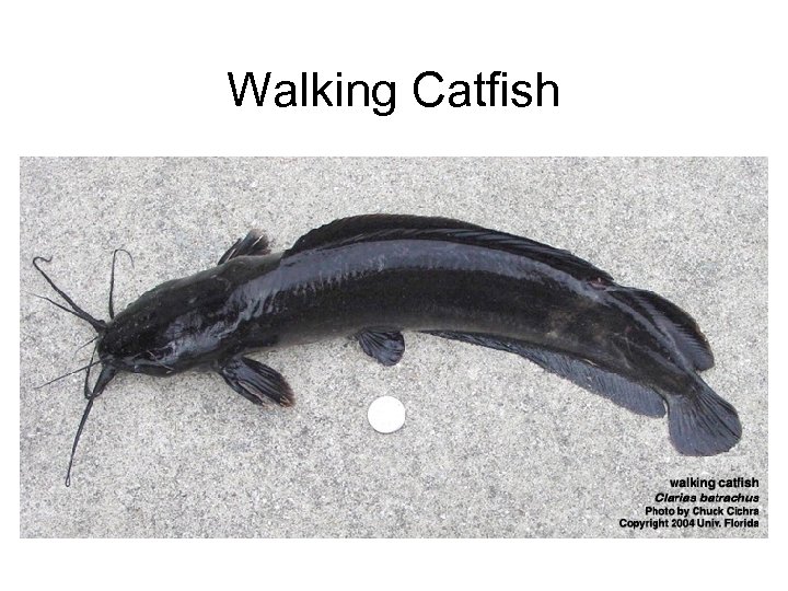 Walking Catfish 