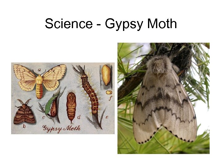 Science - Gypsy Moth 