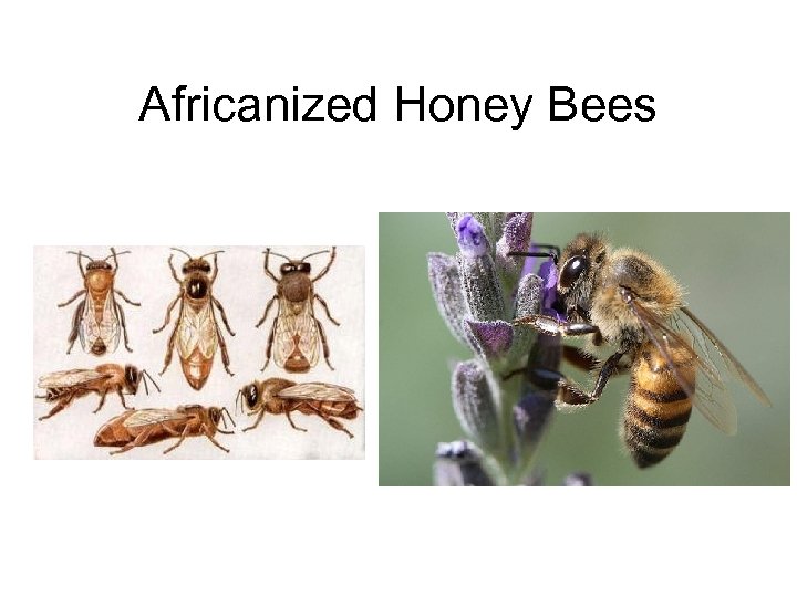 Africanized Honey Bees 