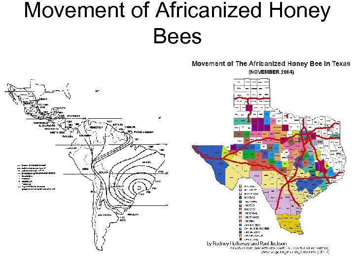 Movement of Africanized Honey Bees 