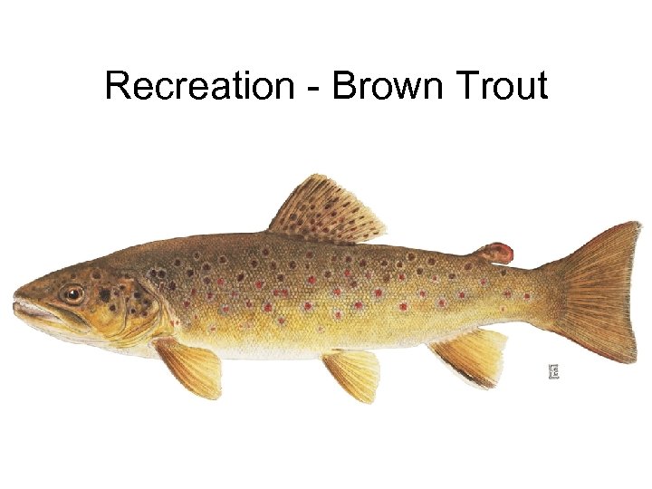 Recreation - Brown Trout 