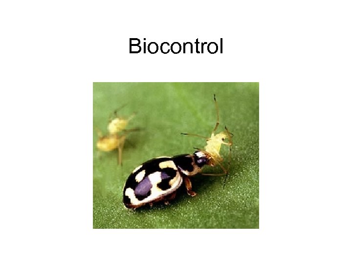 Biocontrol 