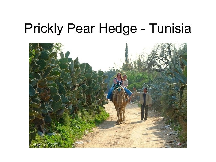 Prickly Pear Hedge - Tunisia 