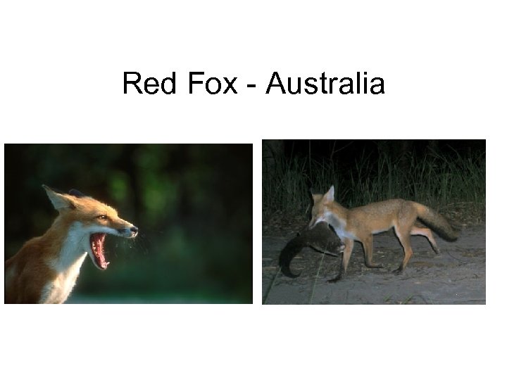 Red Fox - Australia 