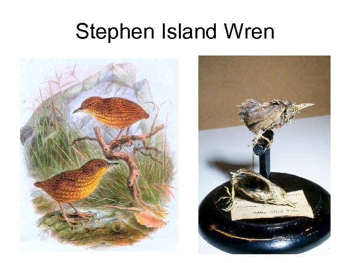 Stephen Island Wren 