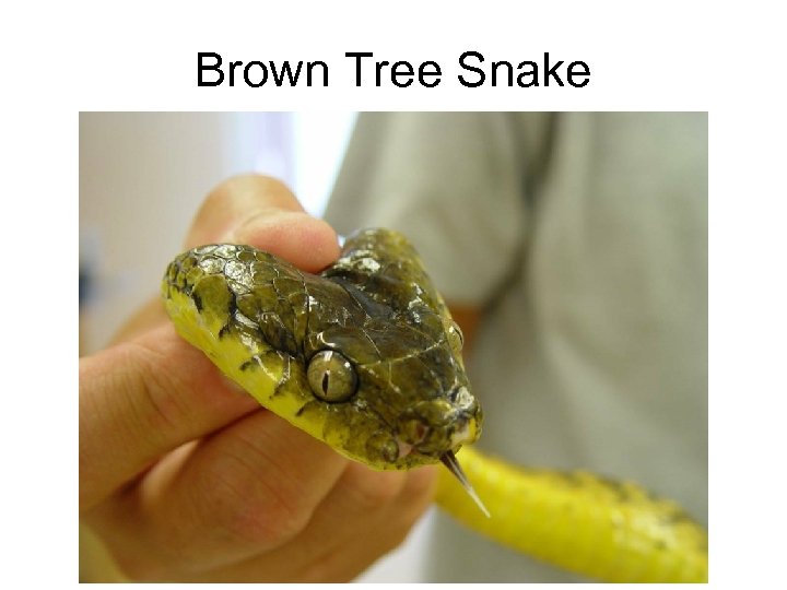 Brown Tree Snake 