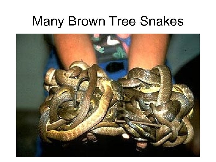 Many Brown Tree Snakes 