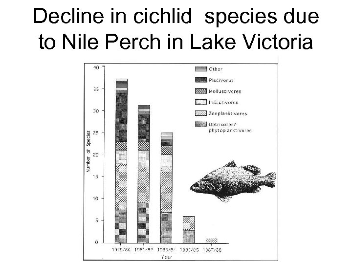 Decline in cichlid species due to Nile Perch in Lake Victoria 