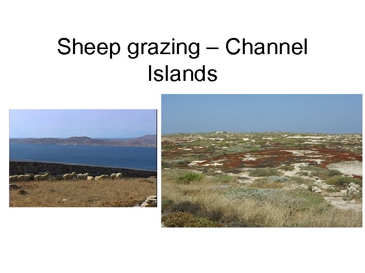 Sheep grazing – Channel Islands 