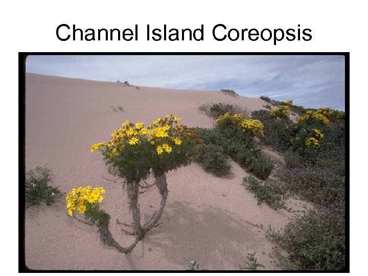 Channel Island Coreopsis 