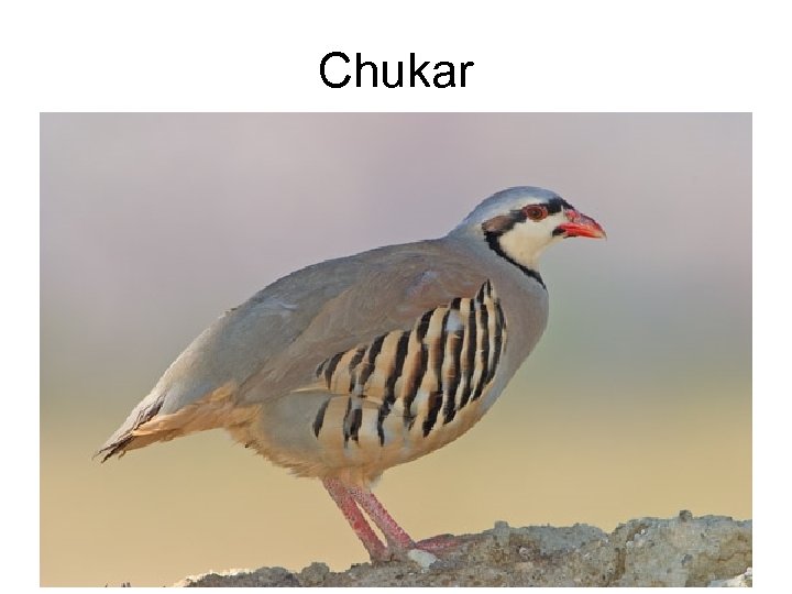 Chukar 