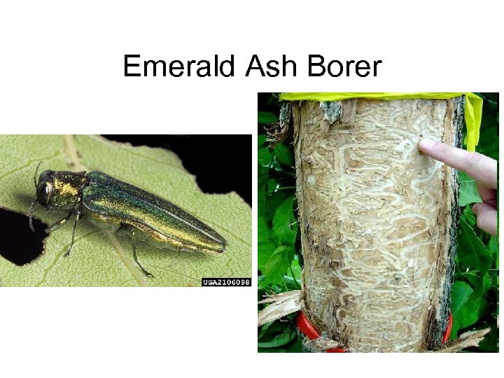 Emerald Ash Borer 