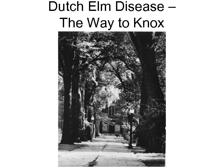 Dutch Elm Disease – The Way to Knox 