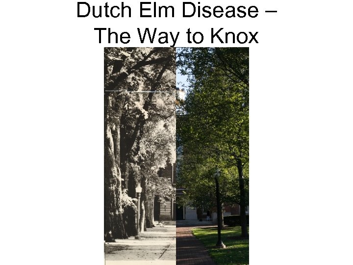 Dutch Elm Disease – The Way to Knox 