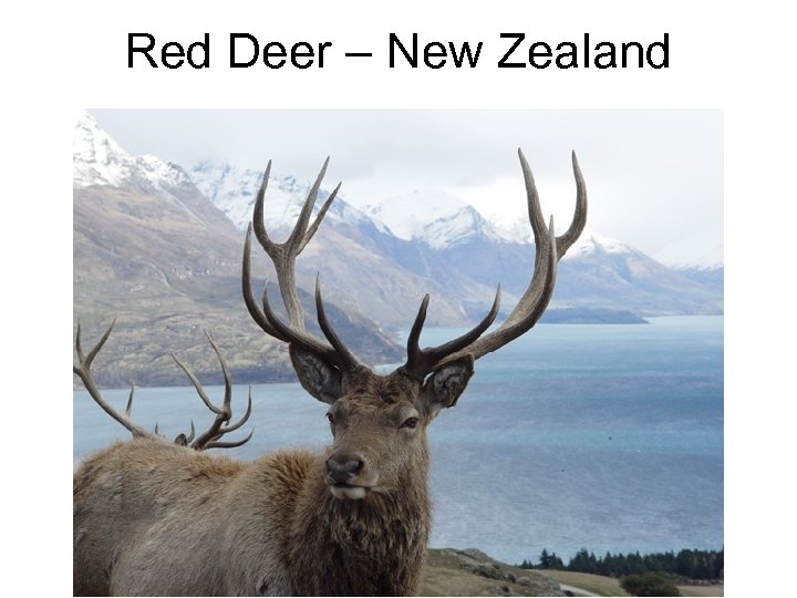 Red Deer – New Zealand 