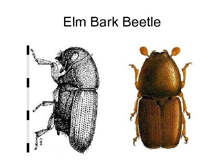 Elm Bark Beetle 