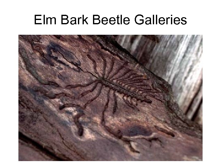 Elm Bark Beetle Galleries 