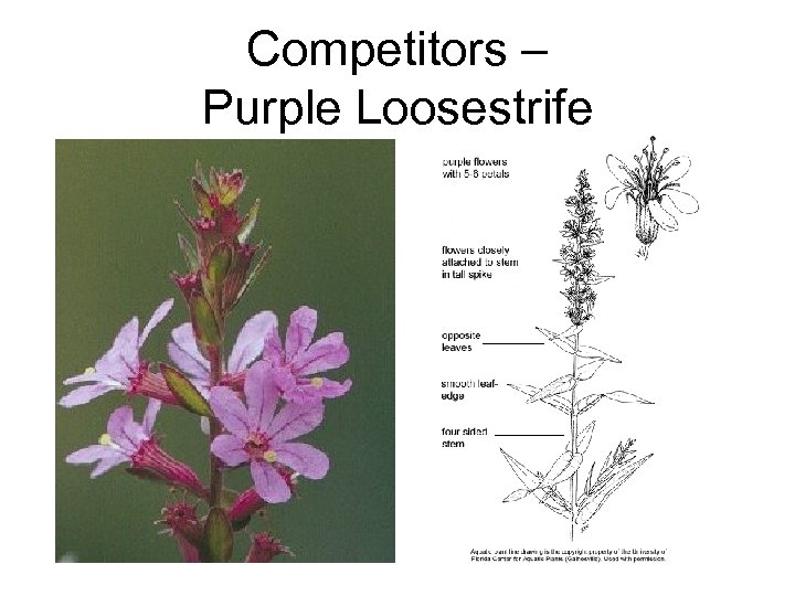 Competitors – Purple Loosestrife 