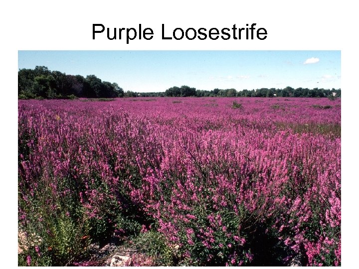 Purple Loosestrife 