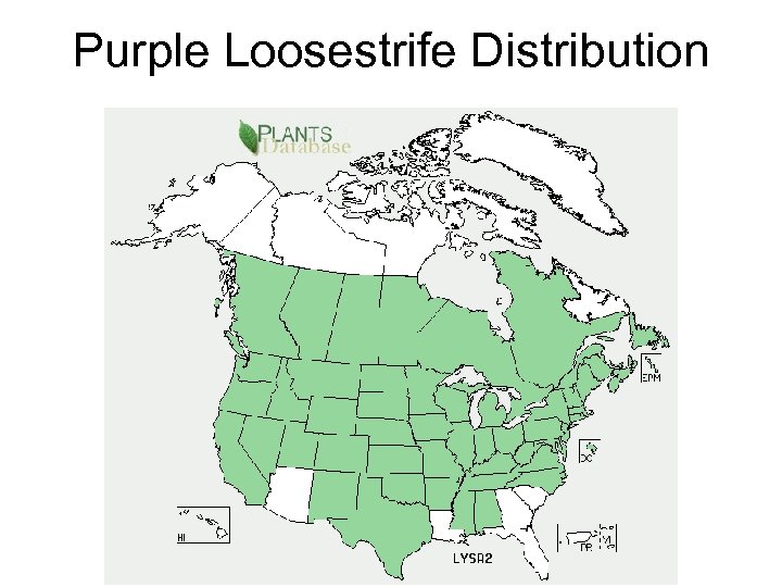 Purple Loosestrife Distribution 