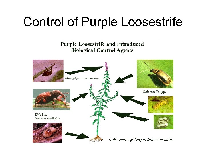 Control of Purple Loosestrife 