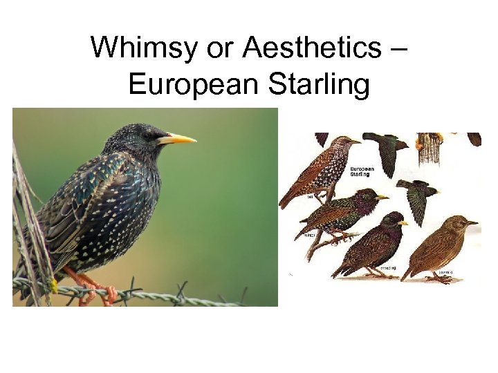 Whimsy or Aesthetics – European Starling 