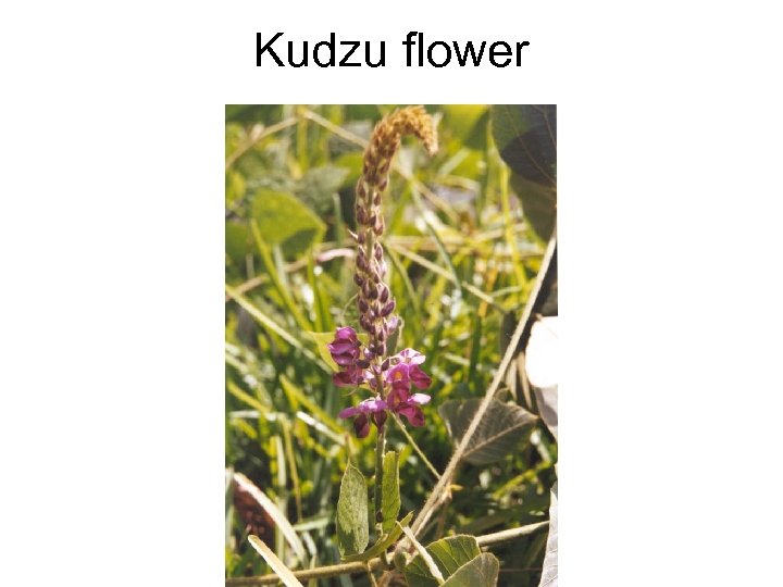 Kudzu flower 