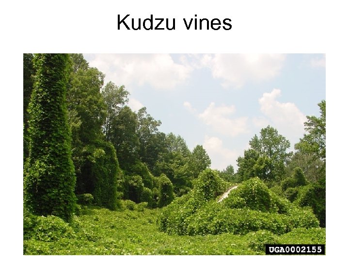 Kudzu vines 