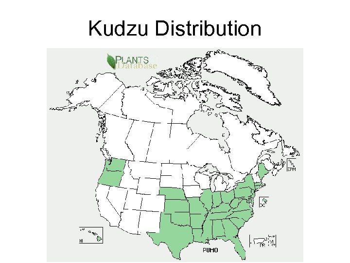 Kudzu Distribution 