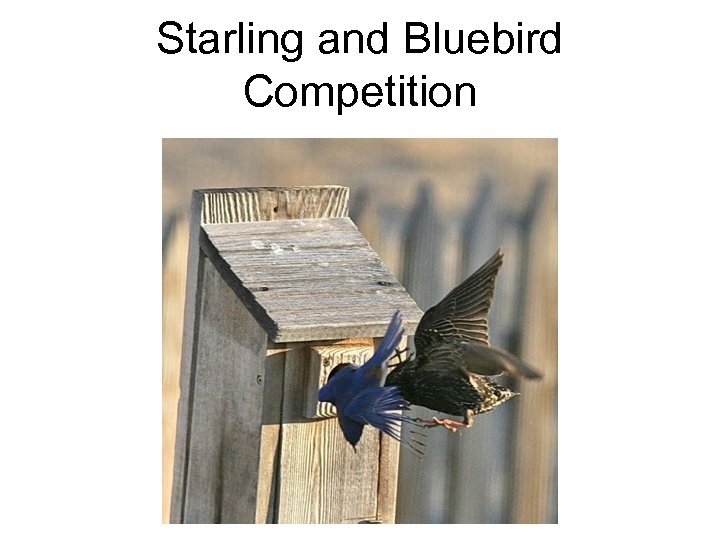 Starling and Bluebird Competition 