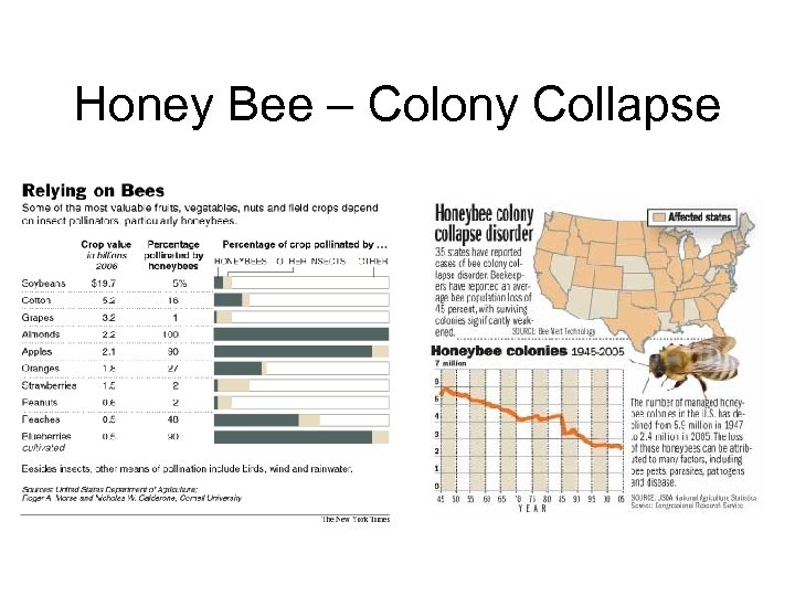 Honey Bee – Colony Collapse 