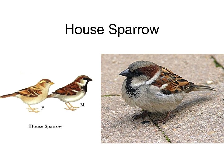 House Sparrow 