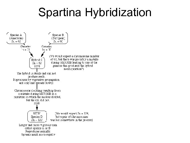 Spartina Hybridization 