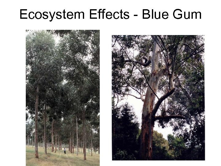 Ecosystem Effects - Blue Gum 