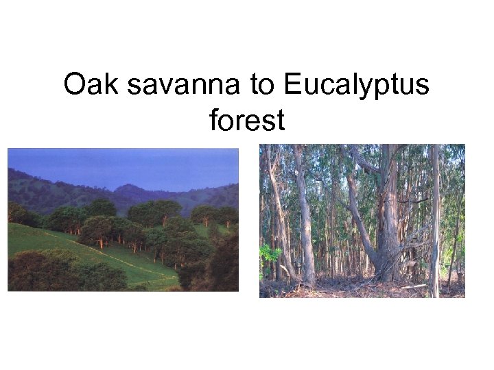 Oak savanna to Eucalyptus forest 